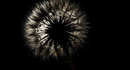 Silhouette of Dandelions in Bloom Against a Dark Background