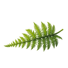 Highly Detailed Lifelike Fern Leaf Displaying Intricate Veins on Isolated Backdrop for Scientific and Botanical Illustrative Purposes