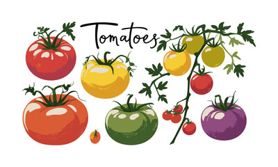 Modern vector illustration of various heirloom tomatoes in different shapes,, easily scalable and editable.