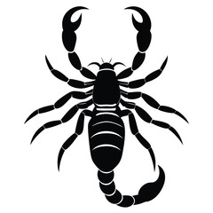 emperor scorpion pandinus imperator year old