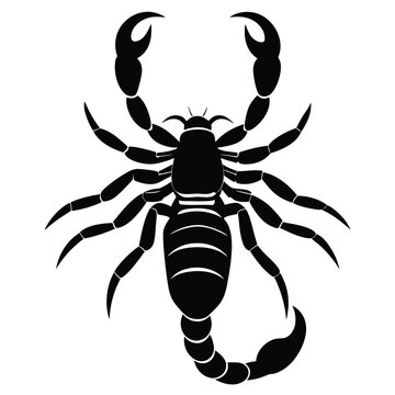 emperor scorpion pandinus imperator year old