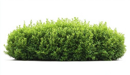 Lush Green Shrub Isolated on White Background Ideal for Landscaping and Gardening Projects