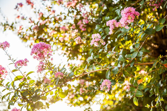 Flowering pink crepe myrtle bush in afternoon light