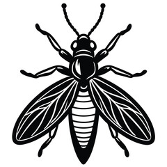 insect illustration drawing engraving ink line