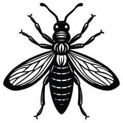 insect illustration drawing engraving ink line