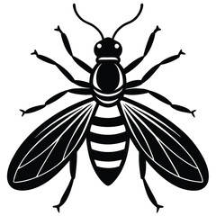 vector drawing insect bug illustration