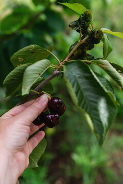 cherry picking