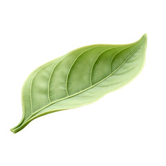 Highly Detailed Realistic and Lifelike Vanilla Planifolia Leaf Isolated on a Plain Background for Scientific Botanical Study