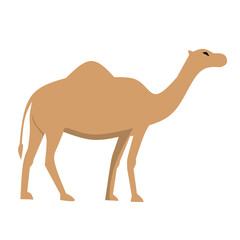 camel cartoon illustration