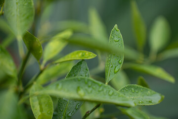 plant trees water dew morning dew rain greenery tree leaves with dew drops