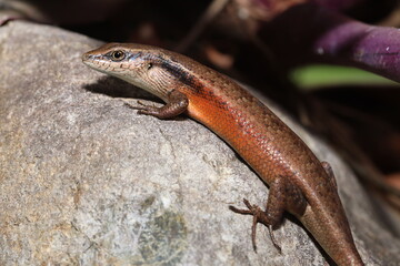 Closed-litter rainbow skink (Carlia longipes)