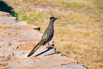 Texas roadrunner 2
