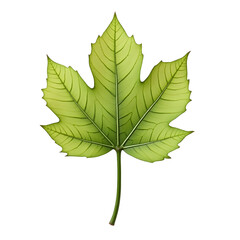 Hyperrealistic depiction of a single, vibrant green maple leaf showcasing intricate vein details and sharp edges against a solid background