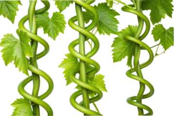 PNG Close-up of green vine tendrils and leaves spiraling against black background