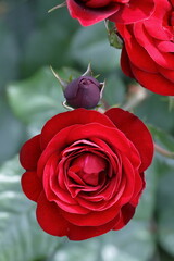 満開の薔薇