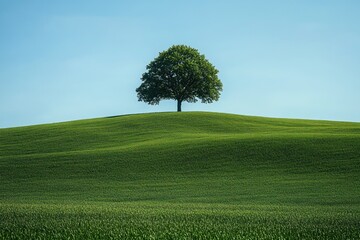 Obraz premium Single green tree standing on gently rolling lush green hill under clear blue sky conveying calm and solitude