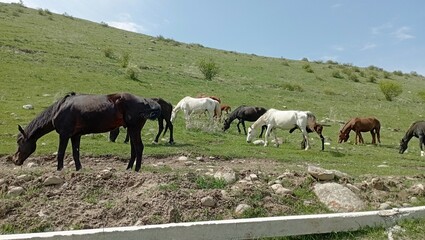 mountainous terrain with vast pastures and leisurely horses