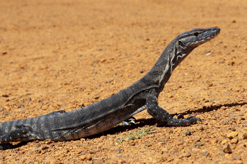 Heath monitor (Varanus rosenbergi)