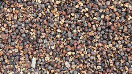 Unroasted Coffee Beans Drying in the Sun A Close-Up View