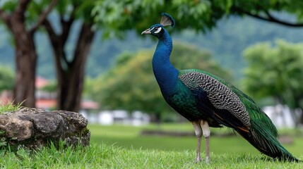 Peacock in a park environment