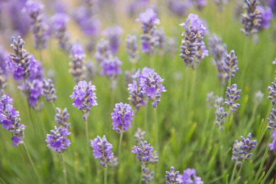 Fototapeta Lavender flowers