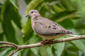 Eared Dove - Zenaida auriculata, beautiful small dove native to South American forests and woodlands, Argentina.