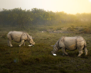 Fototapeta premium rhino in the wild