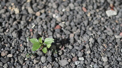 Resilient Sprout Emerging from Volcanic Rock A Symbol of Nature's Perseverance