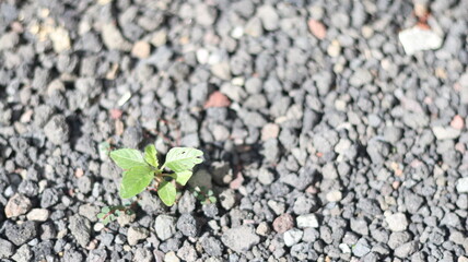 Resilient Sprout Emerging from Volcanic Rock A Symbol of Nature's Perseverance