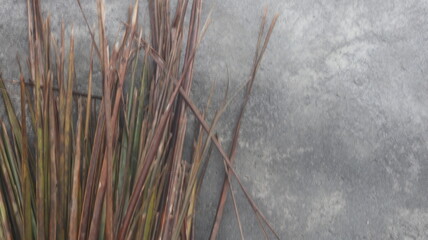 Dried Plant Stems Against a Textured Gray Wall A Study in Texture and Color