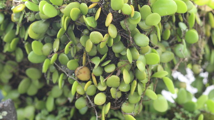 Close-up Photography of Lush Green String of Turtles Succulent Plant