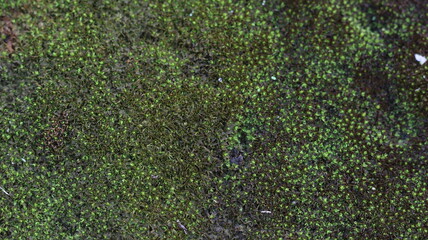 Lush Green Moss Texture Nature's Vibrant Carpet