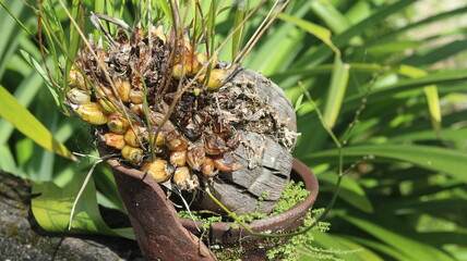 Close-up of Unique Bulbous Orchid Plant in Terracotta Pot