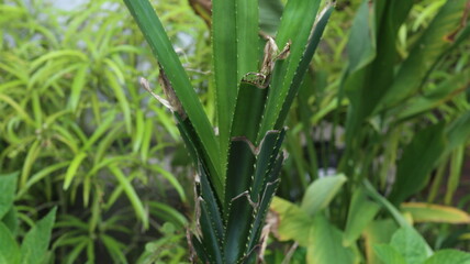 Vibrant Green Tropical Plant Close-Up Lush Foliage and Unique Texture