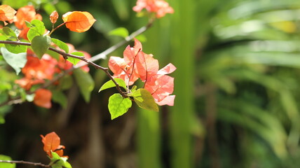 Vibrant Orange Bougainvillea Blossoms in Lush Green Foliage