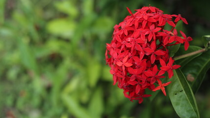 Vibrant Red Ixora Flower Cluster in Lush Green Foliage