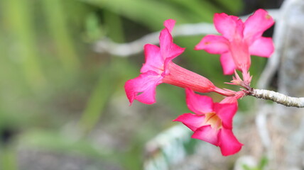 Vibrant Pink Desert Rose Flowers Close-Up Photography