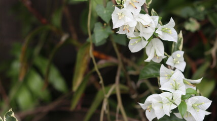 Stunning Close-Up of Delicate White Bougainvillea Flowers