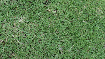  Lush Green Grass Texture High-Resolution Nature Background Image