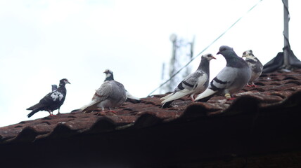 Pigeons perched on a rooftop against a cloudy sky