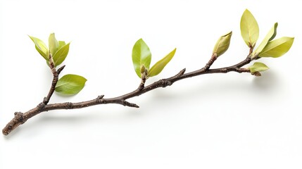 Fototapeta premium New spring branch with tender green leaves isolated on white background bud leaf tree twig life stem