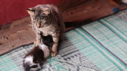 Mother Cat Tenderly Nursing Her Kittens on a Mat