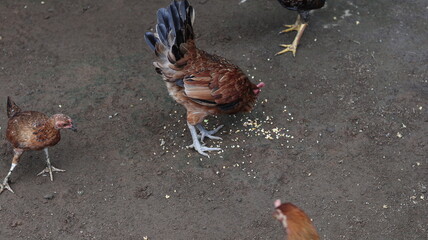 Magnificent Rooster and Hens Feeding on Grains in Rustic Setting