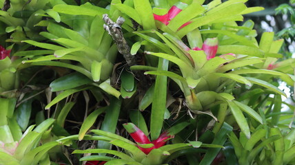 Vibrant Green and Red Bromeliad Plants in Lush Tropical Foliage