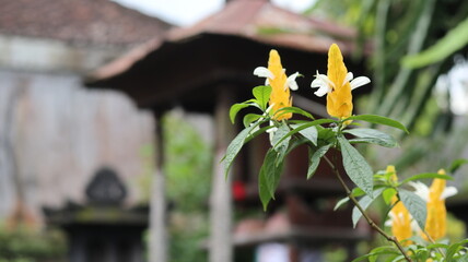 Vibrant Yellow Flowers Blooming Near Traditional Balinese Temple