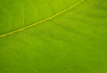 green leaf texture