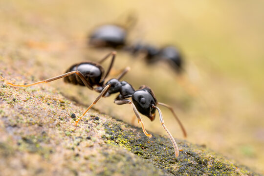 Black forest ant - Lasius fuliginosus, beautiful small black forest ant from Euroasian forests and woodlands, Czech Republic.