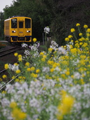 春の小花に迎えられる列車