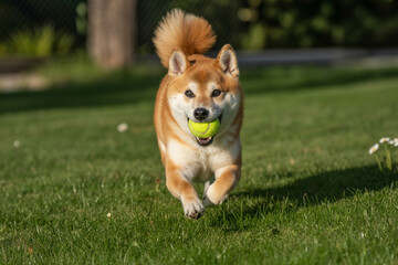 Dogs in Focus &ndash; Shiba Inu Returning with Ball
