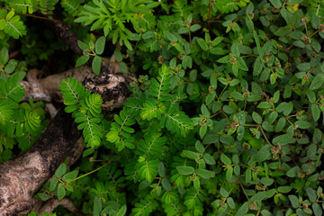 Dense ground cover of small green plants with a darker branch, highlighting nature, plants, or ground texture.


